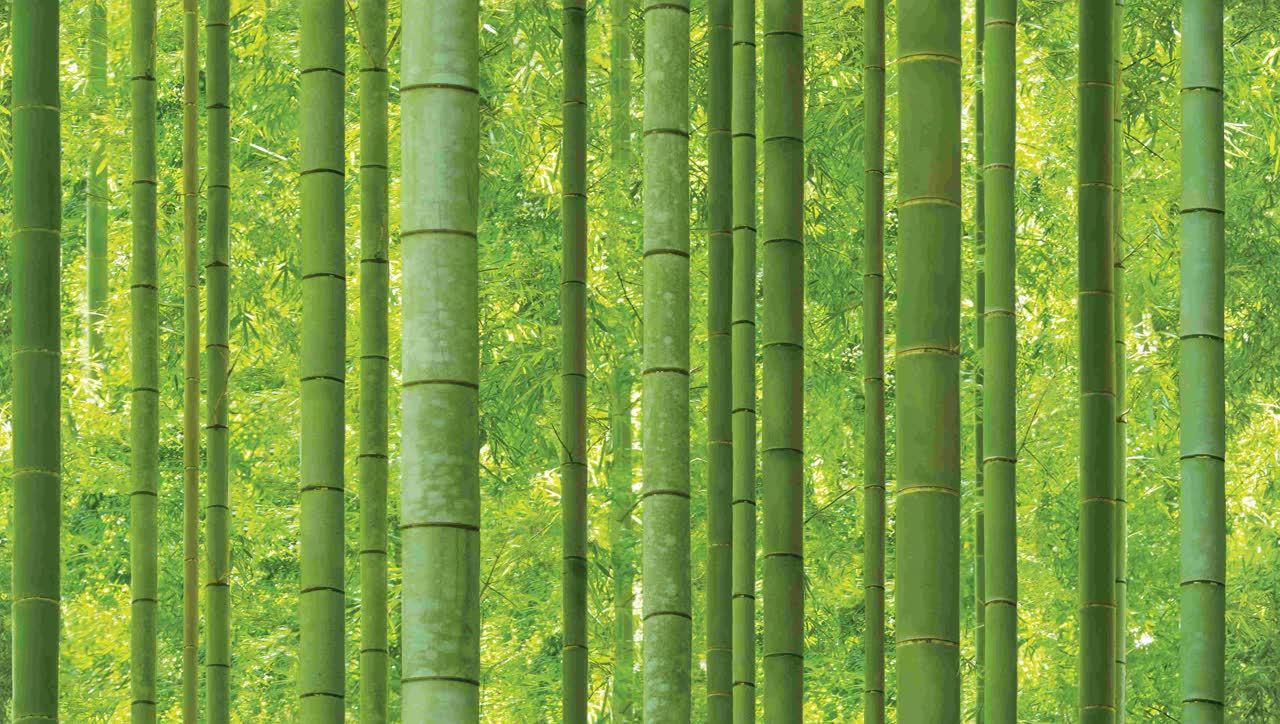 Giấy dán tường NATURAL 2025 hoàn thiện cho nội thất